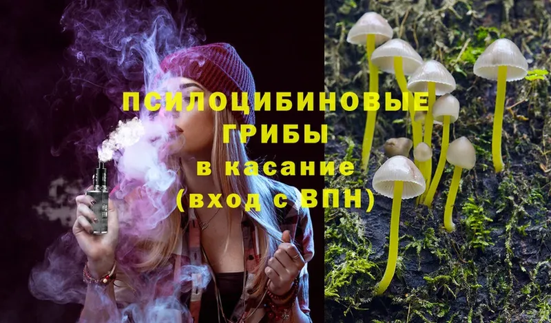 Псилоцибиновые грибы Psilocybine cubensis  OMG   Инсар 